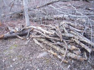 We found a few sticks
