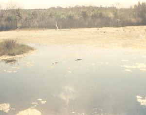 Alligator, in the water, RIGHT next to the trail.