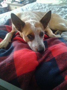 330365_4663072815574_1384292777_o