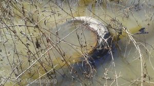 Kimmswick 2015-04-04 10.28.14