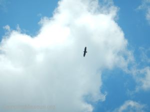 Eagle Scout Cleanup 106