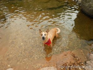 Poison Ivy Devil 076