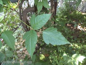 Poison Ivy Devil DSCF1865